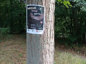 Świecenia nocne w Lesie Łagiewnickim, 